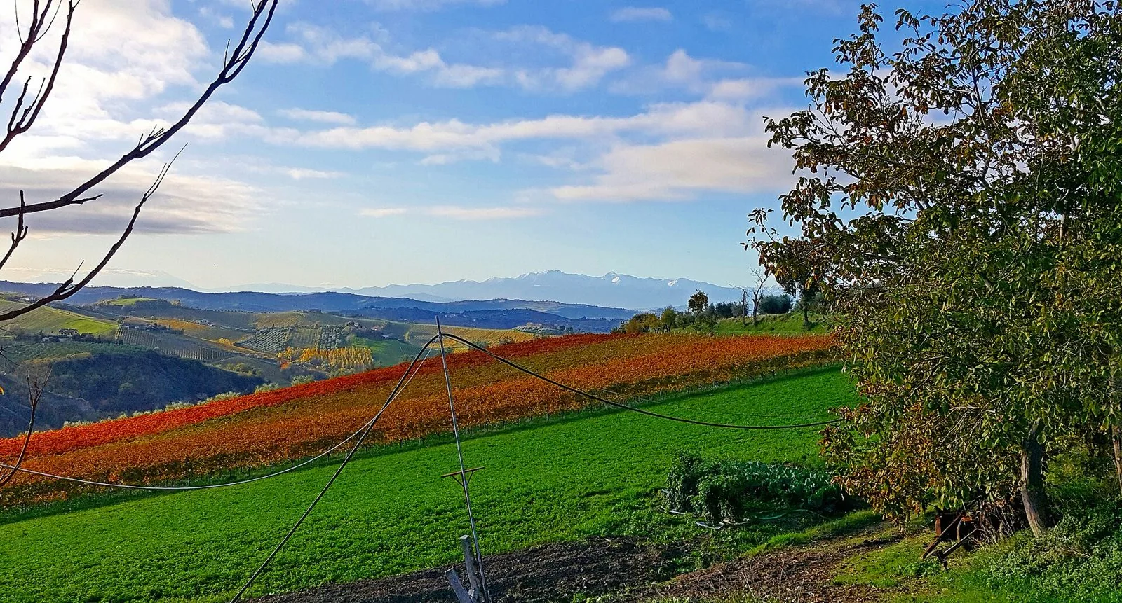 Vigneti rossi e arancioni sulle colline marchigiane in autunno, con i Monti Sibillini innevati all'orizzonte