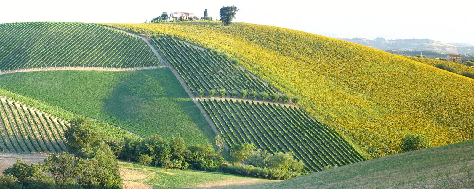 Colline delle Marche in estate con campi di girasoli in fiore, filari di vite e ulivi