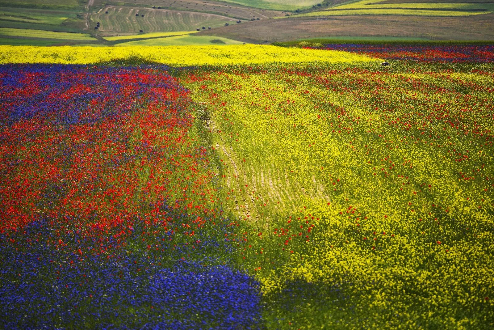 Campi in fiore sui piani di Castelluccio con papaveri rossi, fiordalisi blu e senape gialla